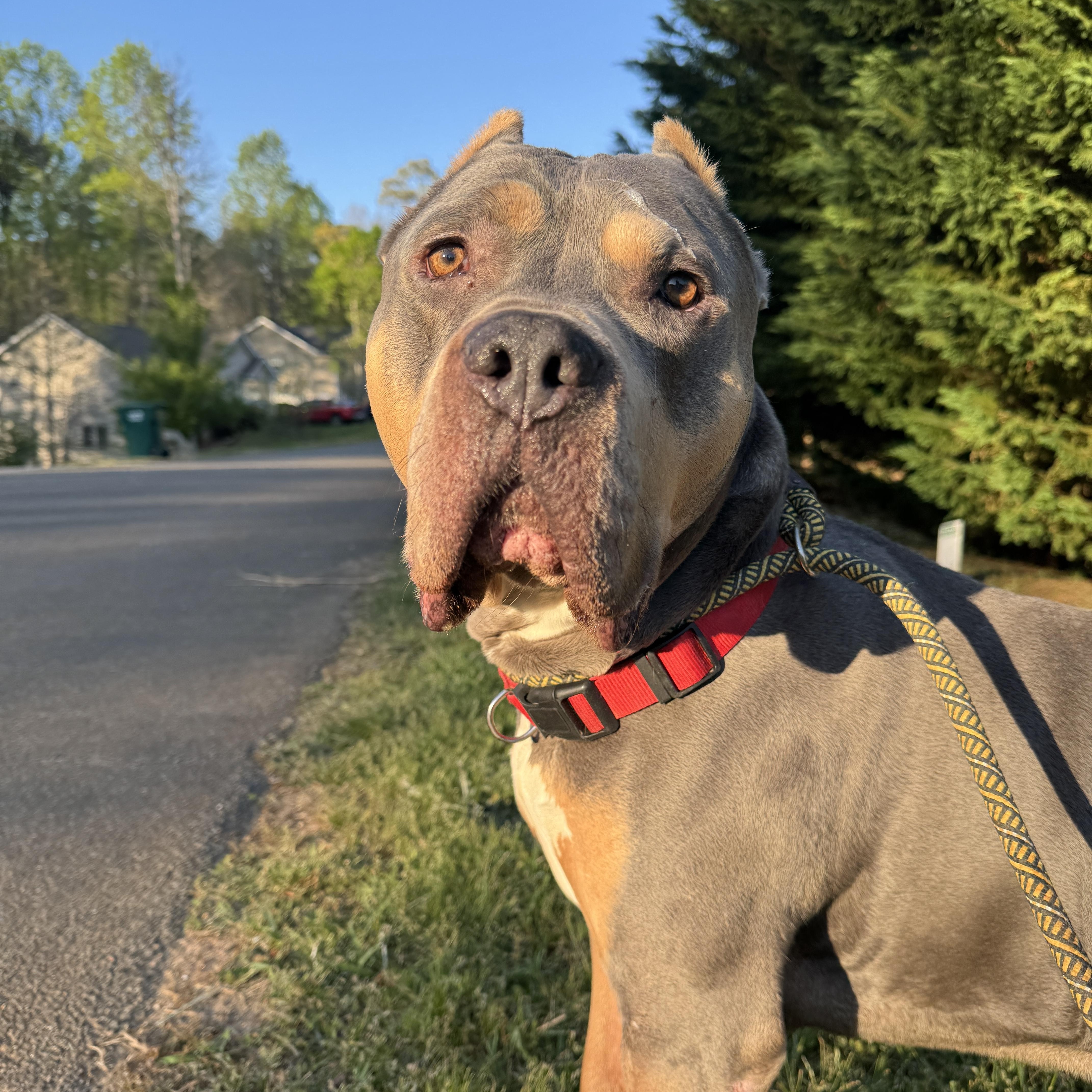 Jax, a Adoptable mixed breed in Gainesville, GA image 5/6