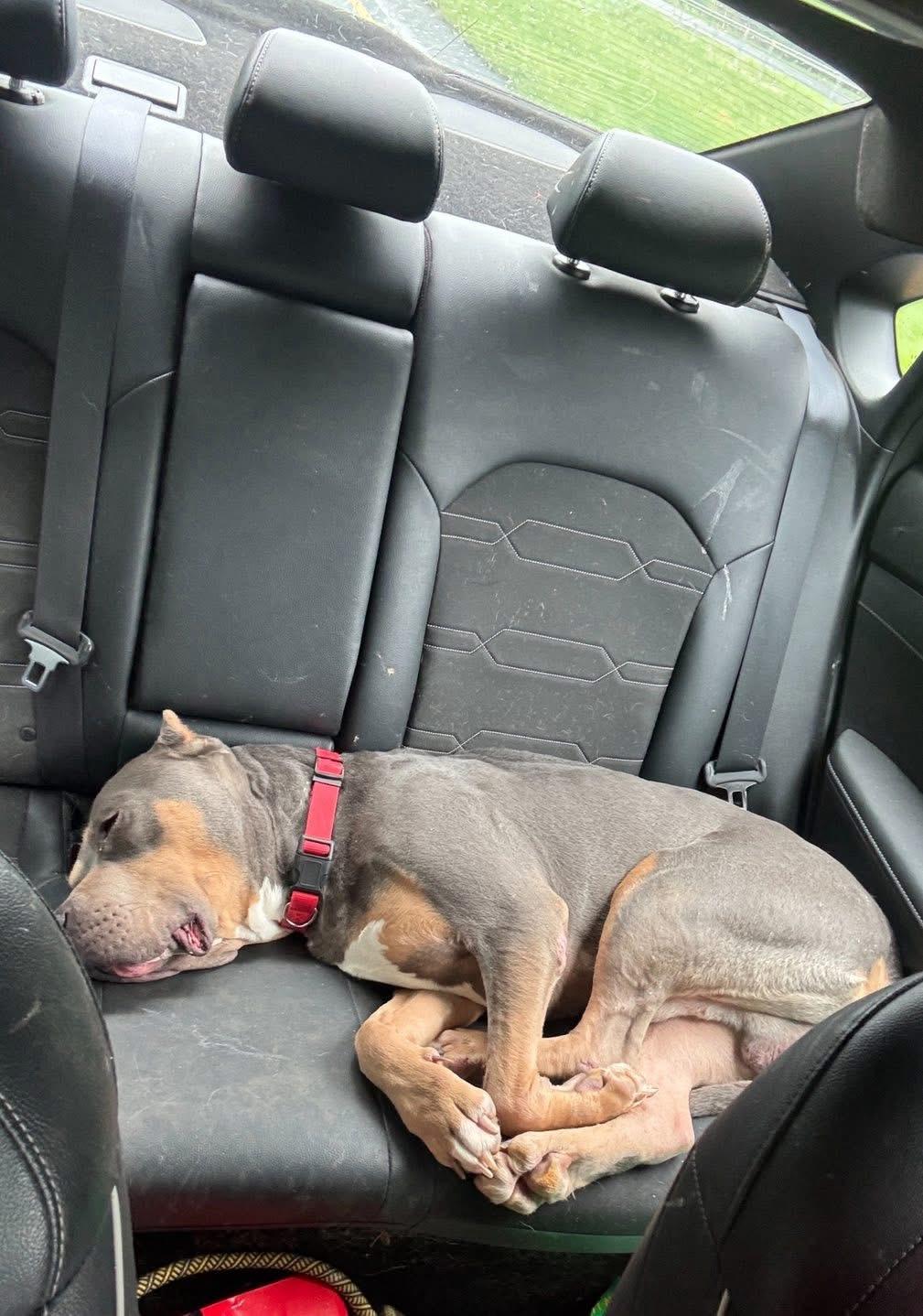 Enlarge Jax, a Adoptable mixed breed in Gainesville, GA image 3/3