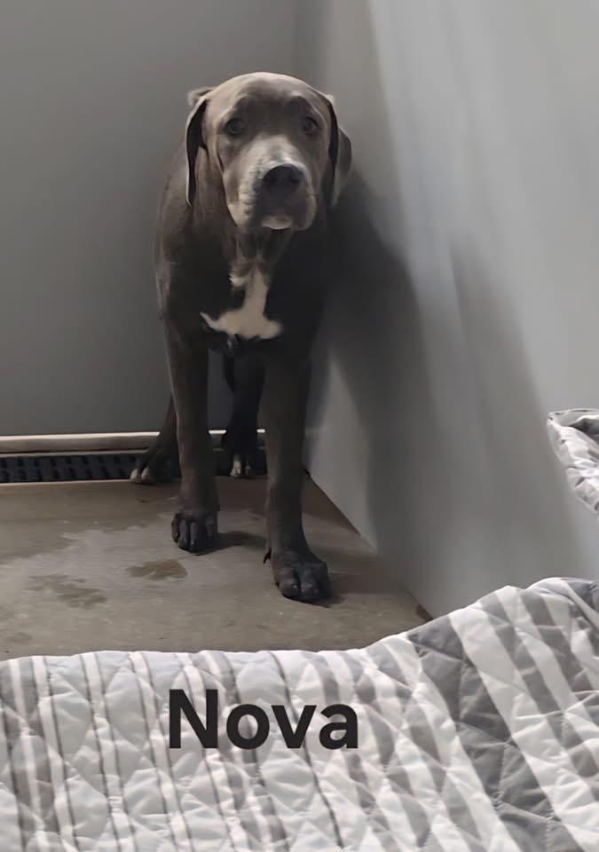 Nova (FOSTER home needed)