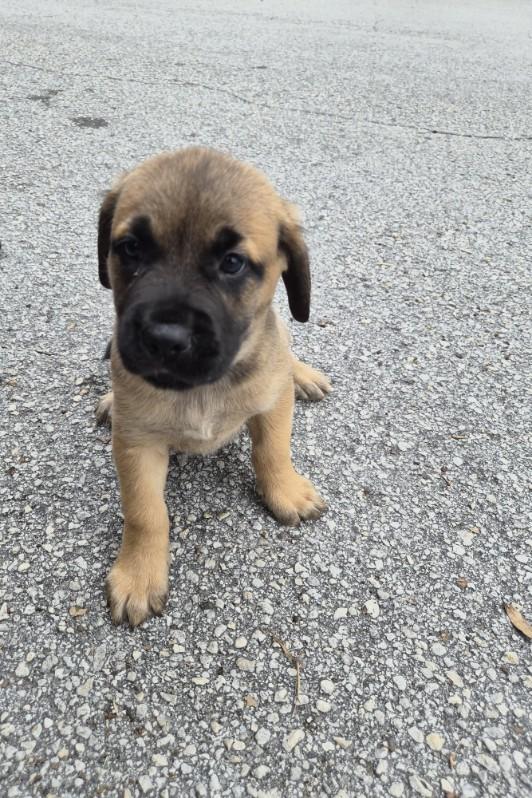 Skoda, an adoptable mixed breed in Orlando, FL image 2/5