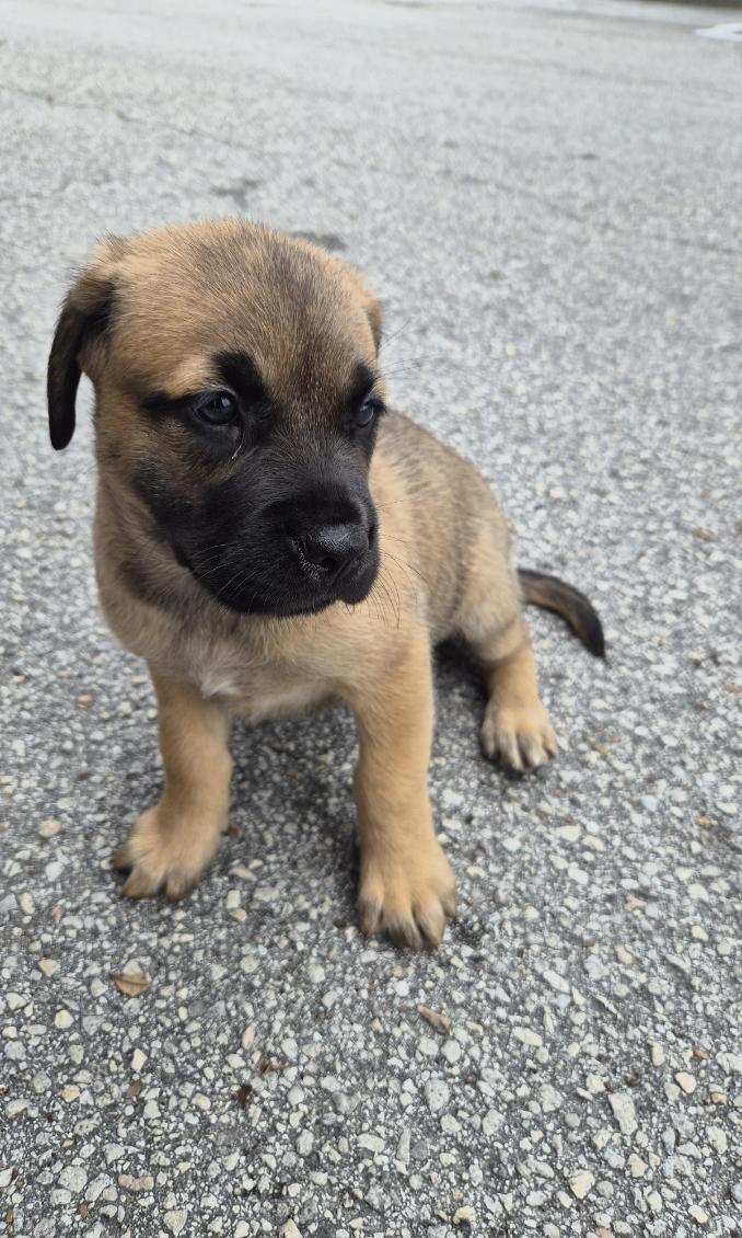 Skoda, an adoptable mixed breed in Orlando, FL image 5/5