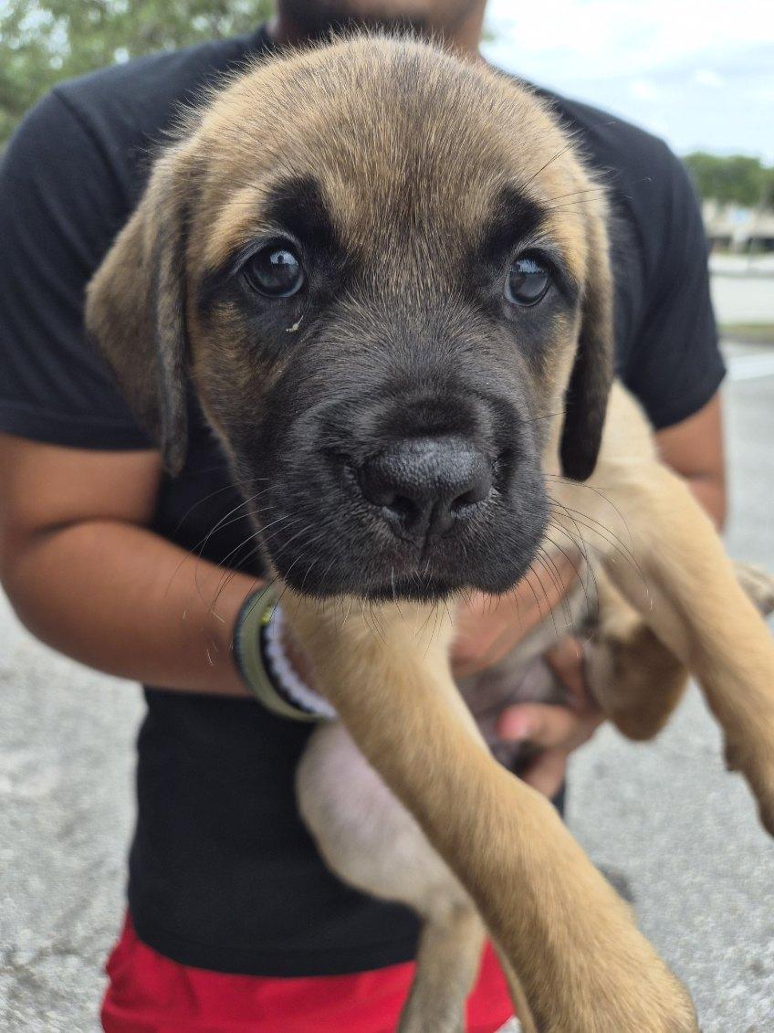 Skoda, an adoptable mixed breed in Orlando, FL image 3/5