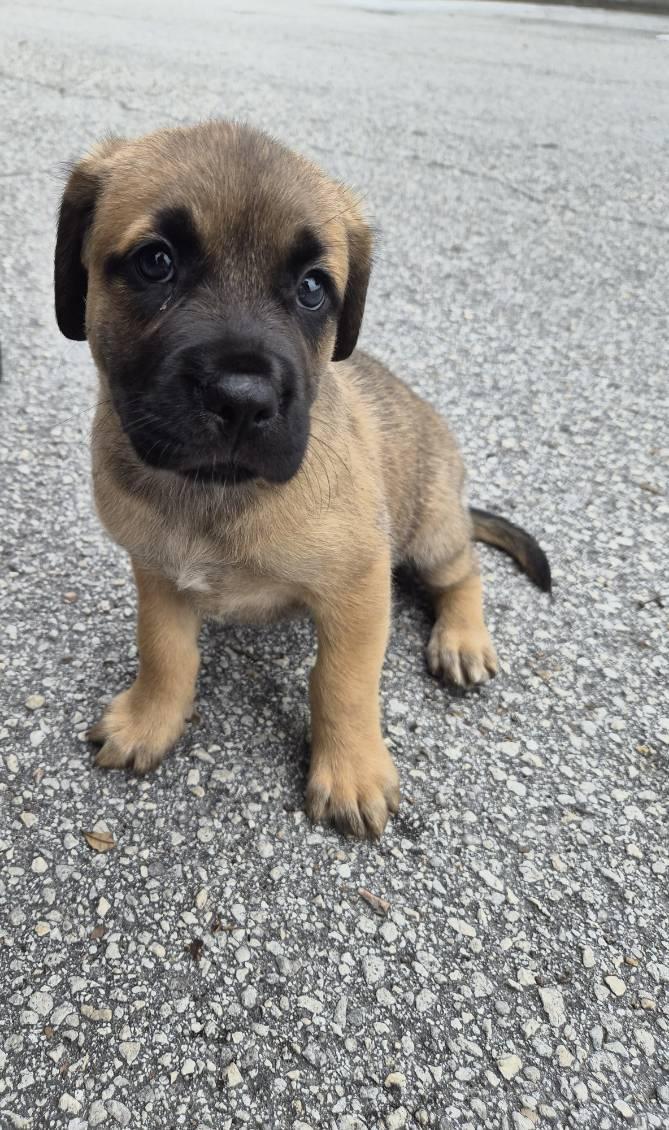 Skoda, an adoptable mixed breed in Orlando, FL image 4/5