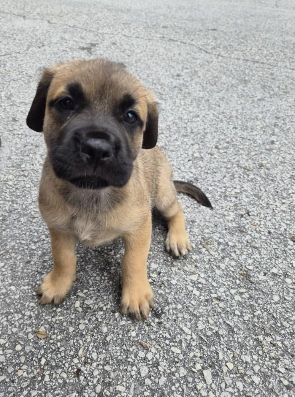 Skoda, adoptable, Puppy Female Mastiff & Black Mouth Cur.
