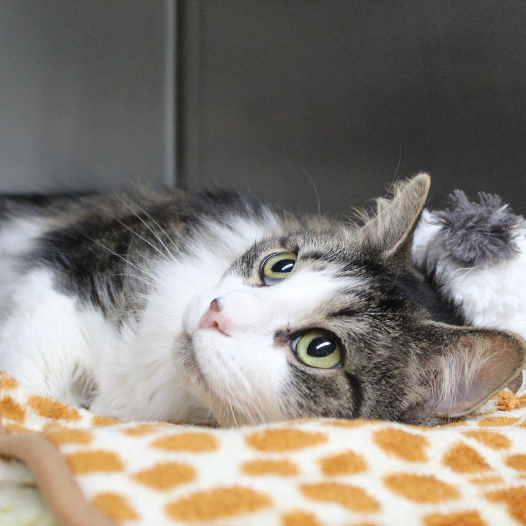 Glitter (Bonded to Sparkles), Adoptable, Senior Female Domestic Long Hair.