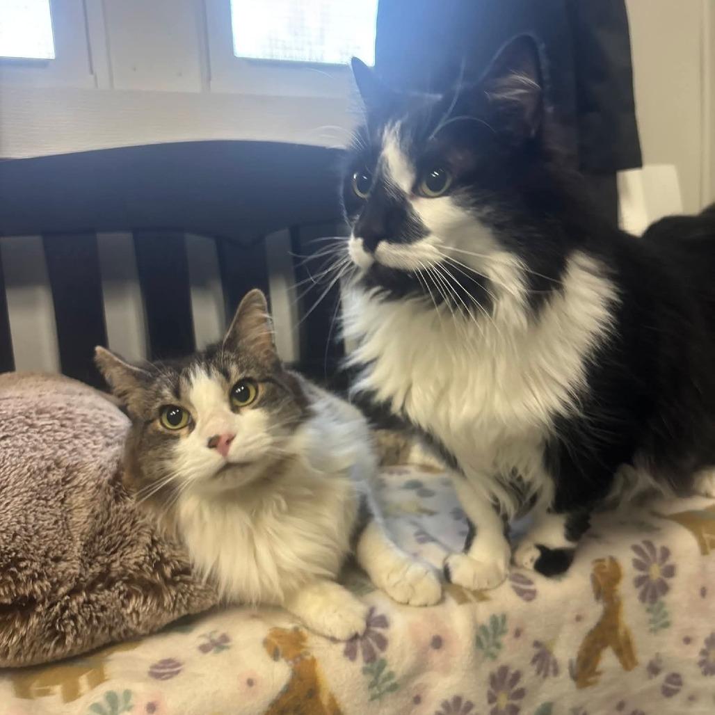 Enlarge Glitter (Bonded to Sparkles), a Adoptable Domestic Long Hair in Canastota, NY image 2/3