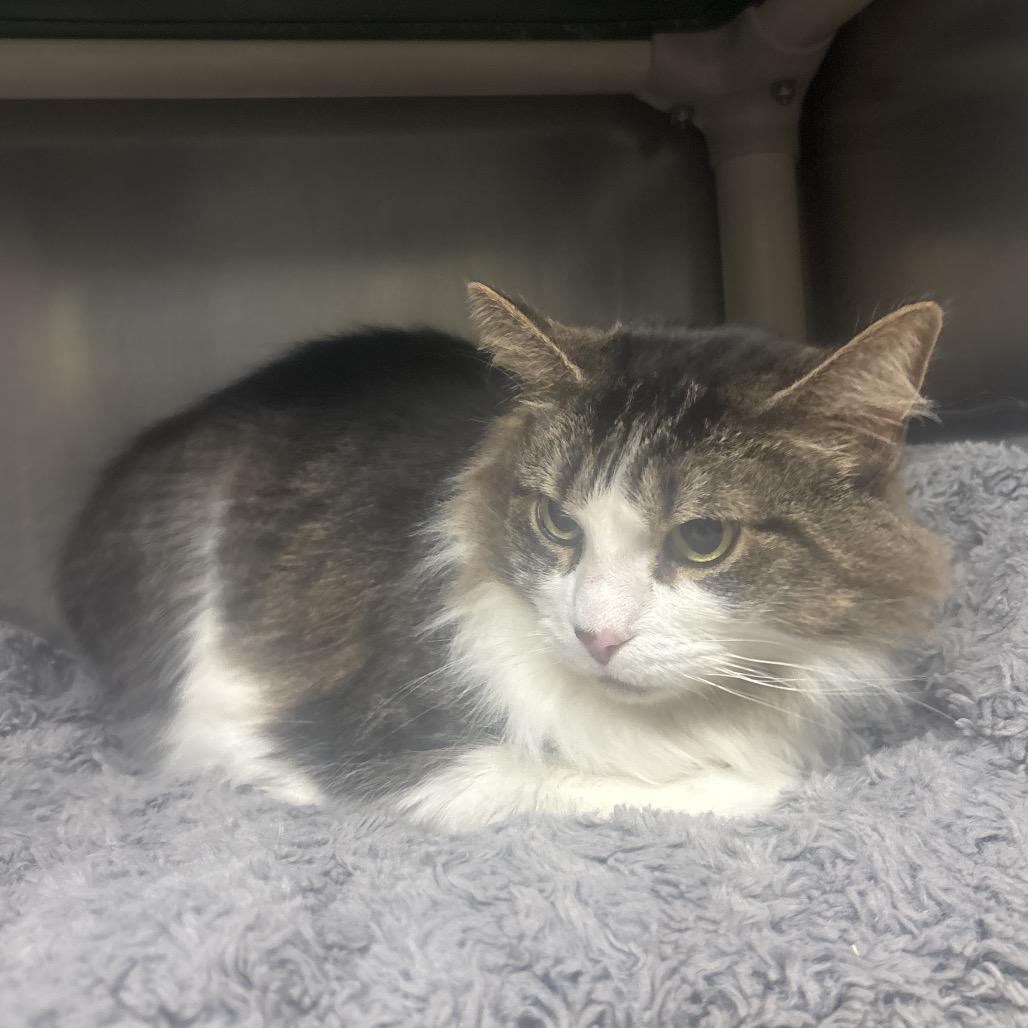 Glitter (Bonded to Sparkles), Adoptable, Senior Female Domestic Long Hair.
