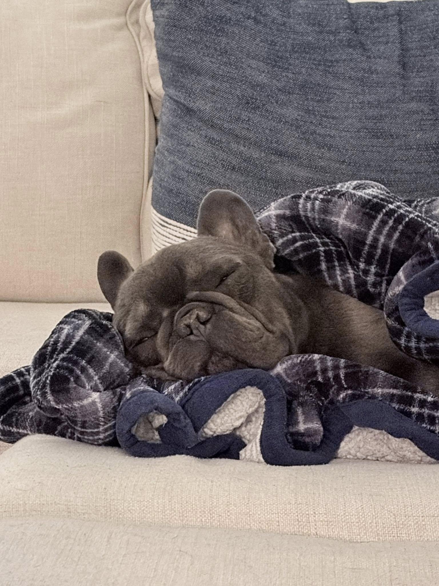 Trooper, an adoptable French Bulldog in Matthews, NC image 2/4