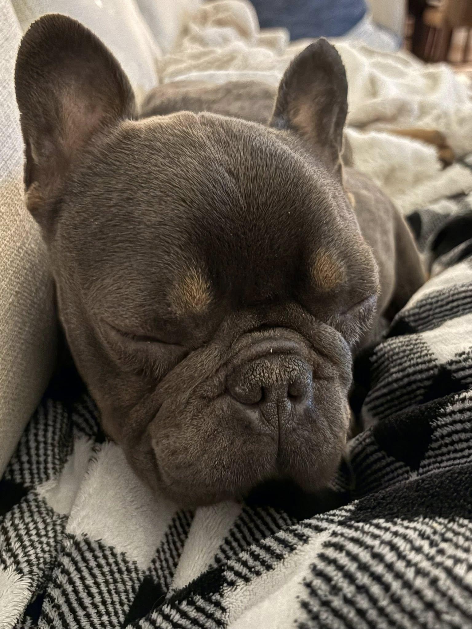 Trooper, an adoptable French Bulldog in Matthews, NC image 4/4