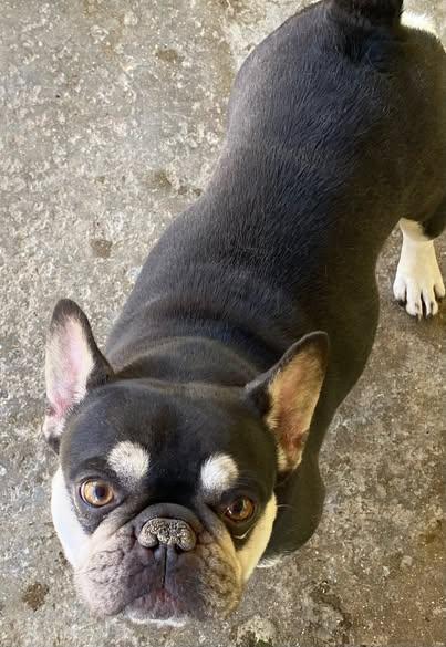 Enlarge Trooper, a Adoptable French Bulldog in Matthews, NC image 1/1