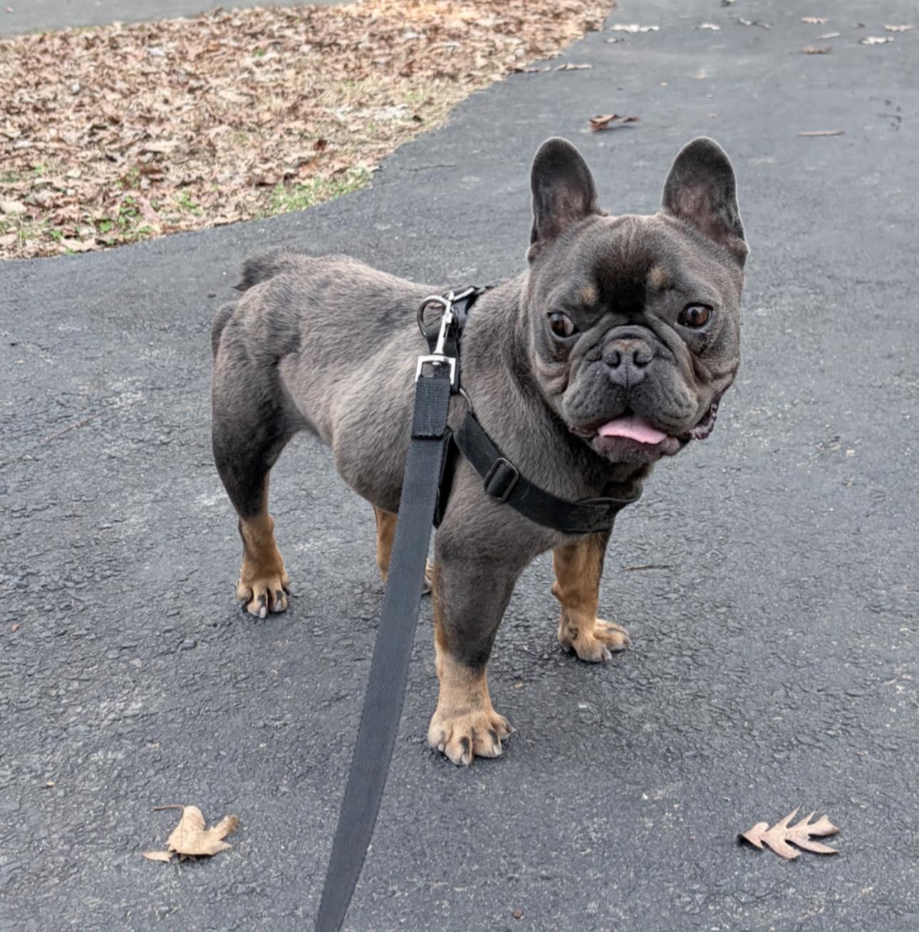 Trooper, adoptable, Young Male French Bulldog.