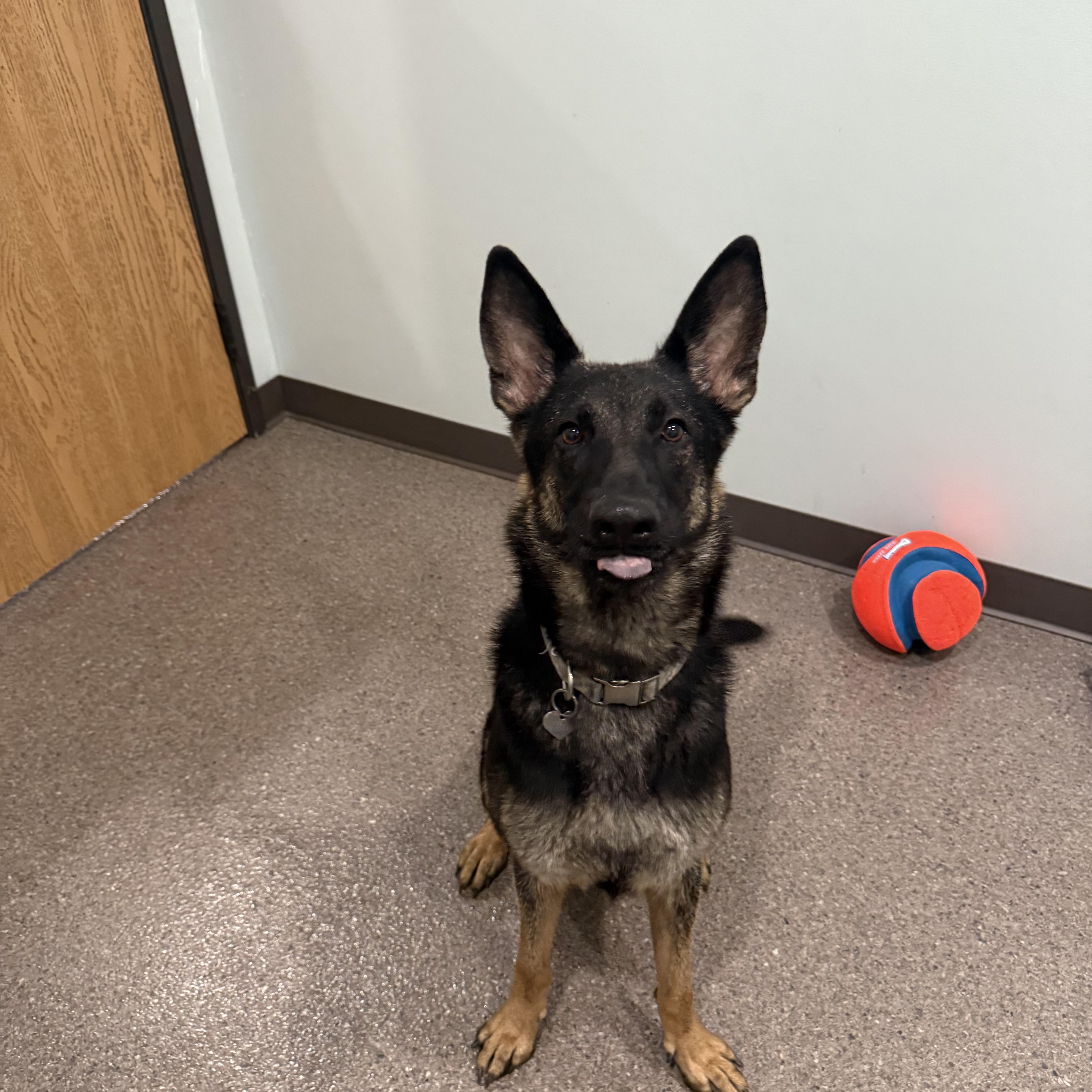 Freya- Prison Training Program, an adoptable German Shepherd Dog in Sault Sainte Marie, MI, 49783 | Photo Image 2