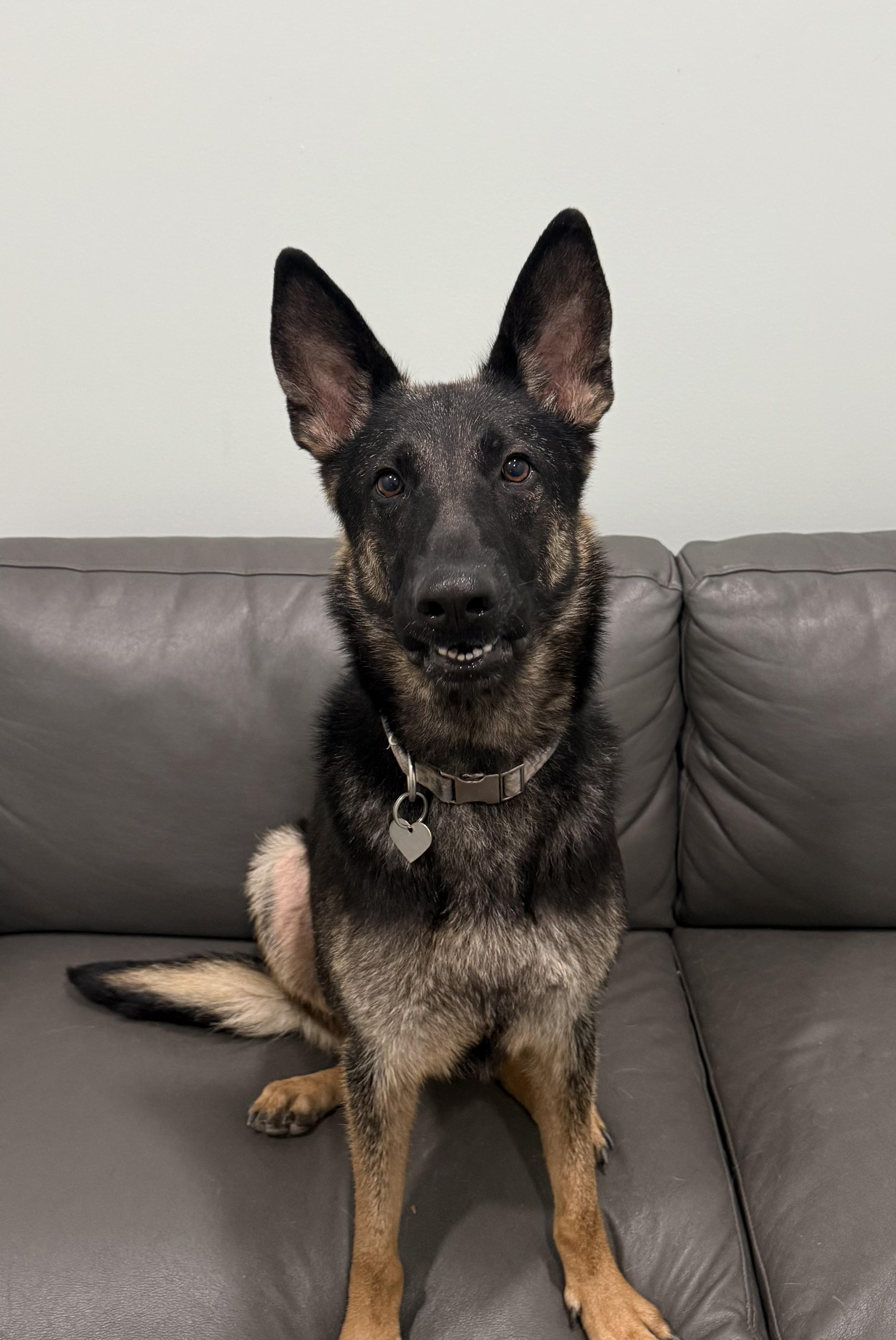 Freya- Prison Training Program, an adoptable German Shepherd Dog in Sault Sainte Marie, MI, 49783 | Photo Image 1