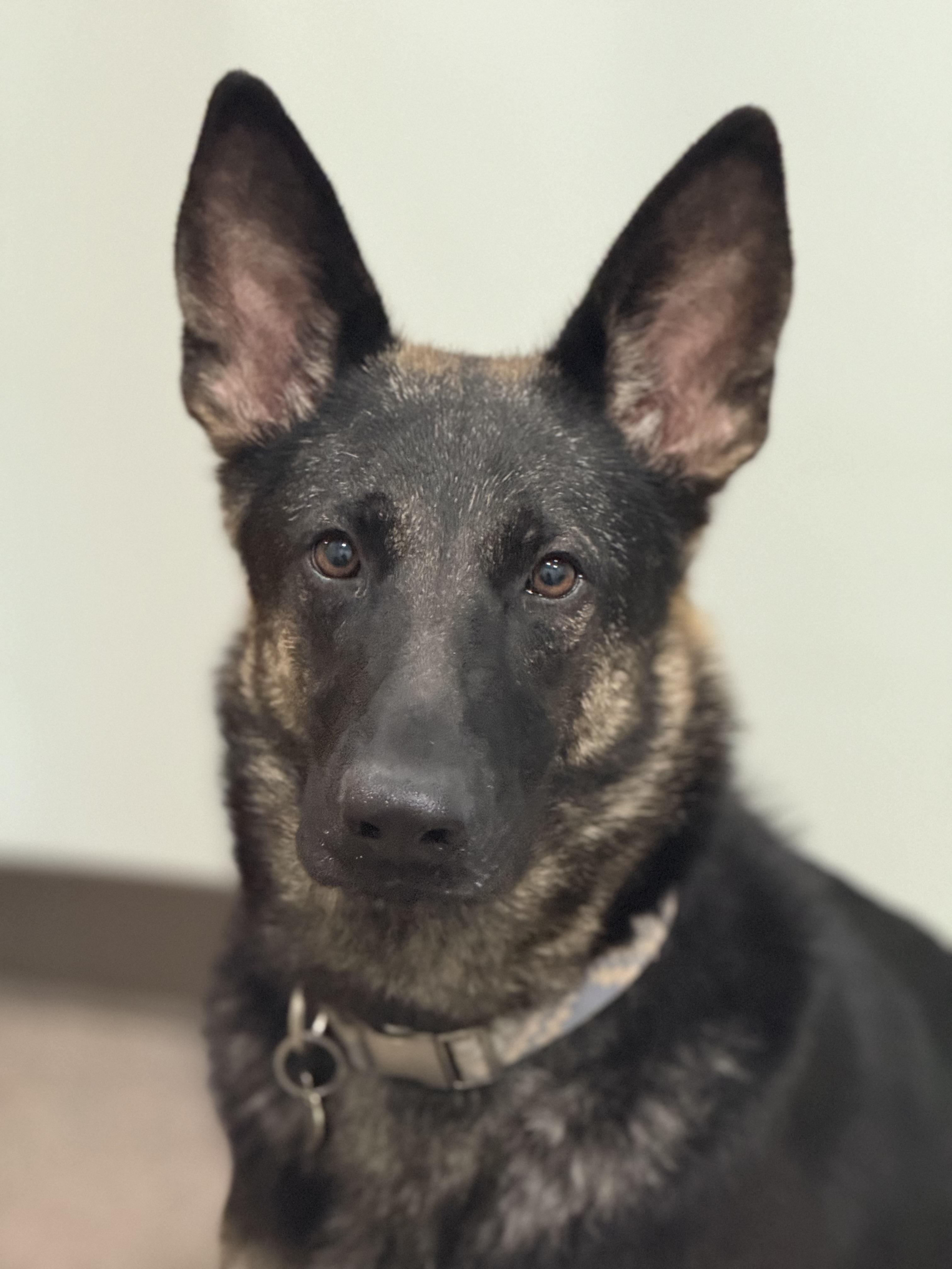Freya- Prison Training Program, an adoptable German Shepherd Dog in Sault Sainte Marie, MI, 49783 | Photo Image 3