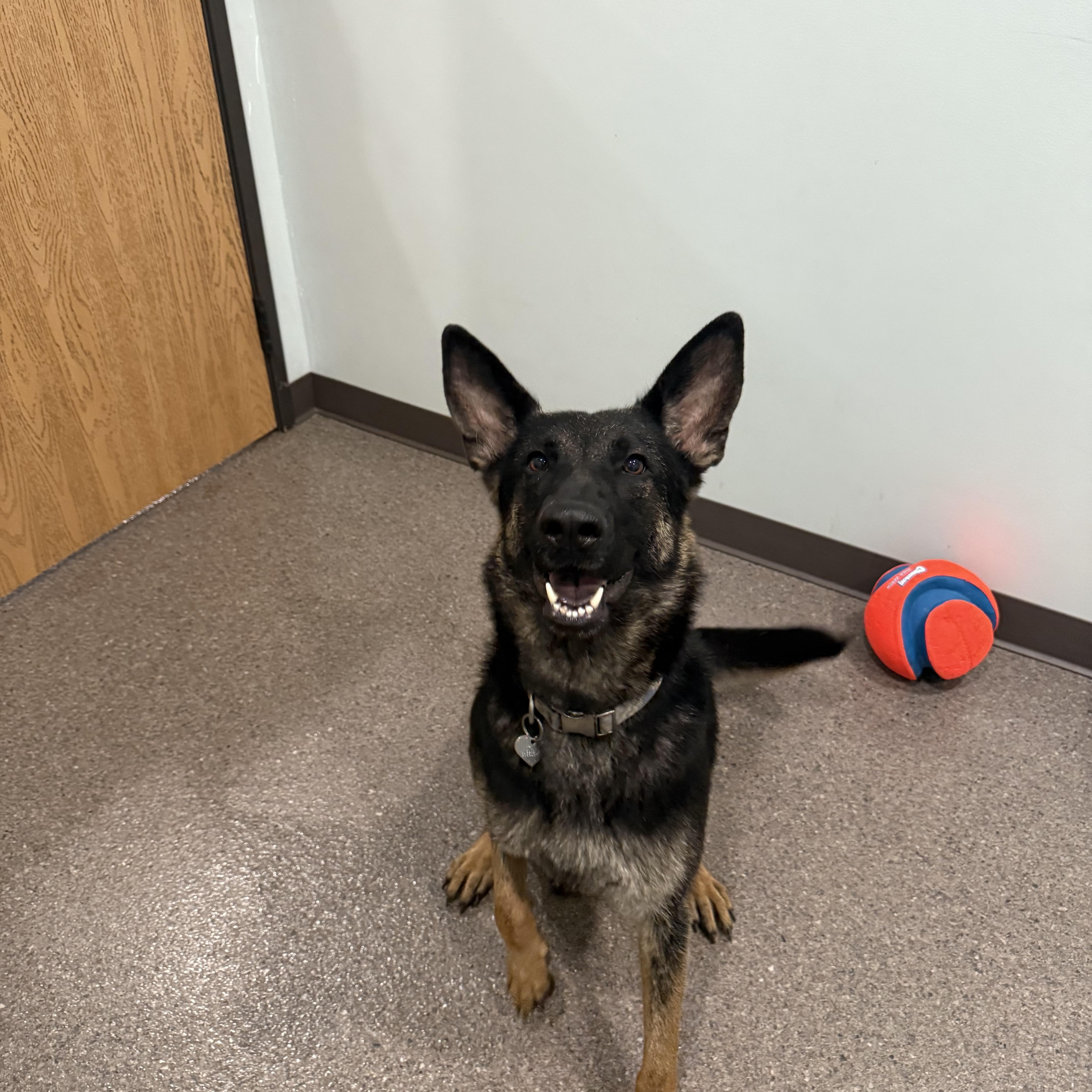 Freya- Prison Training Program, an adoptable German Shepherd Dog in Sault Sainte Marie, MI, 49783 | Photo Image 4