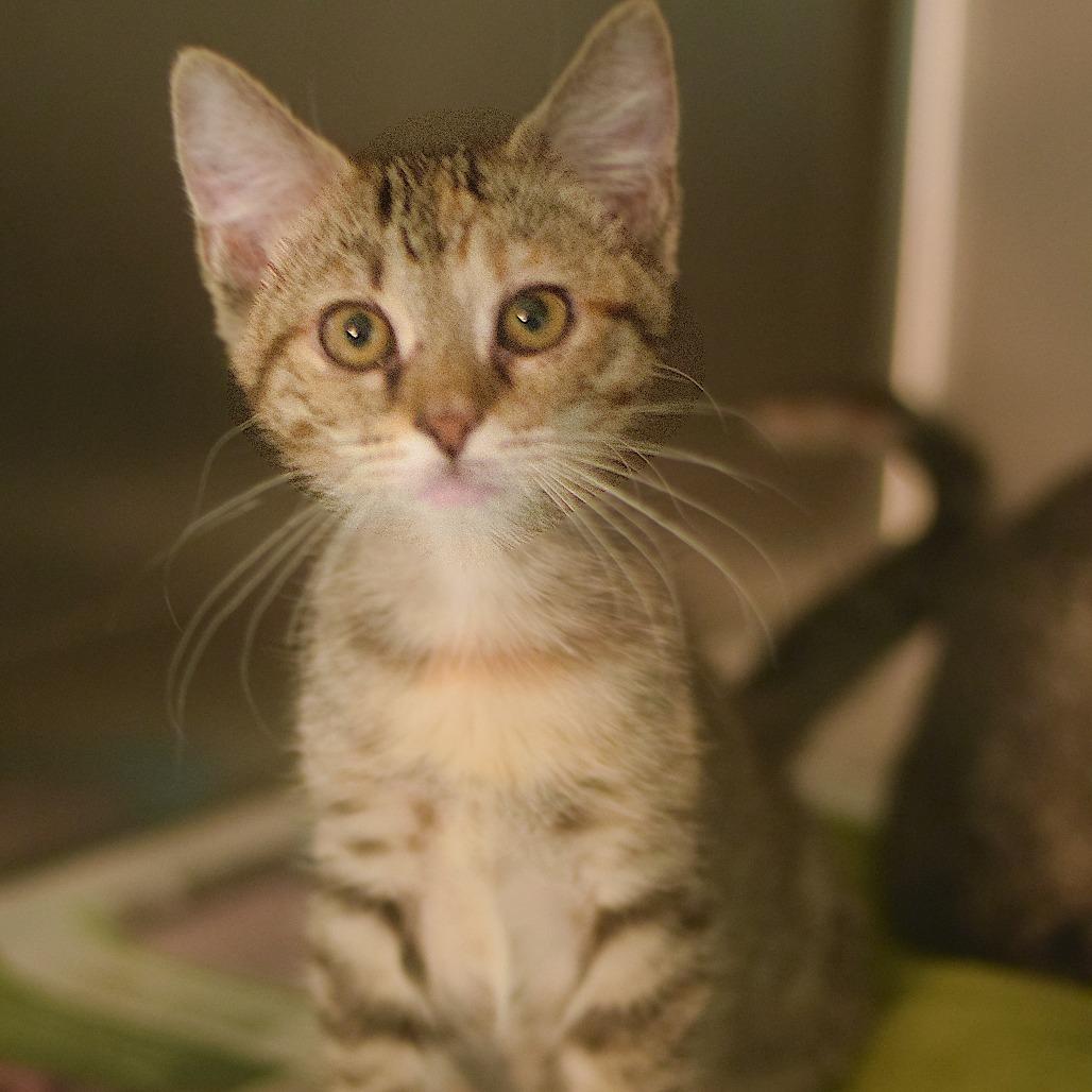 Birch, Adoptable, Kitten Female Domestic Short Hair.