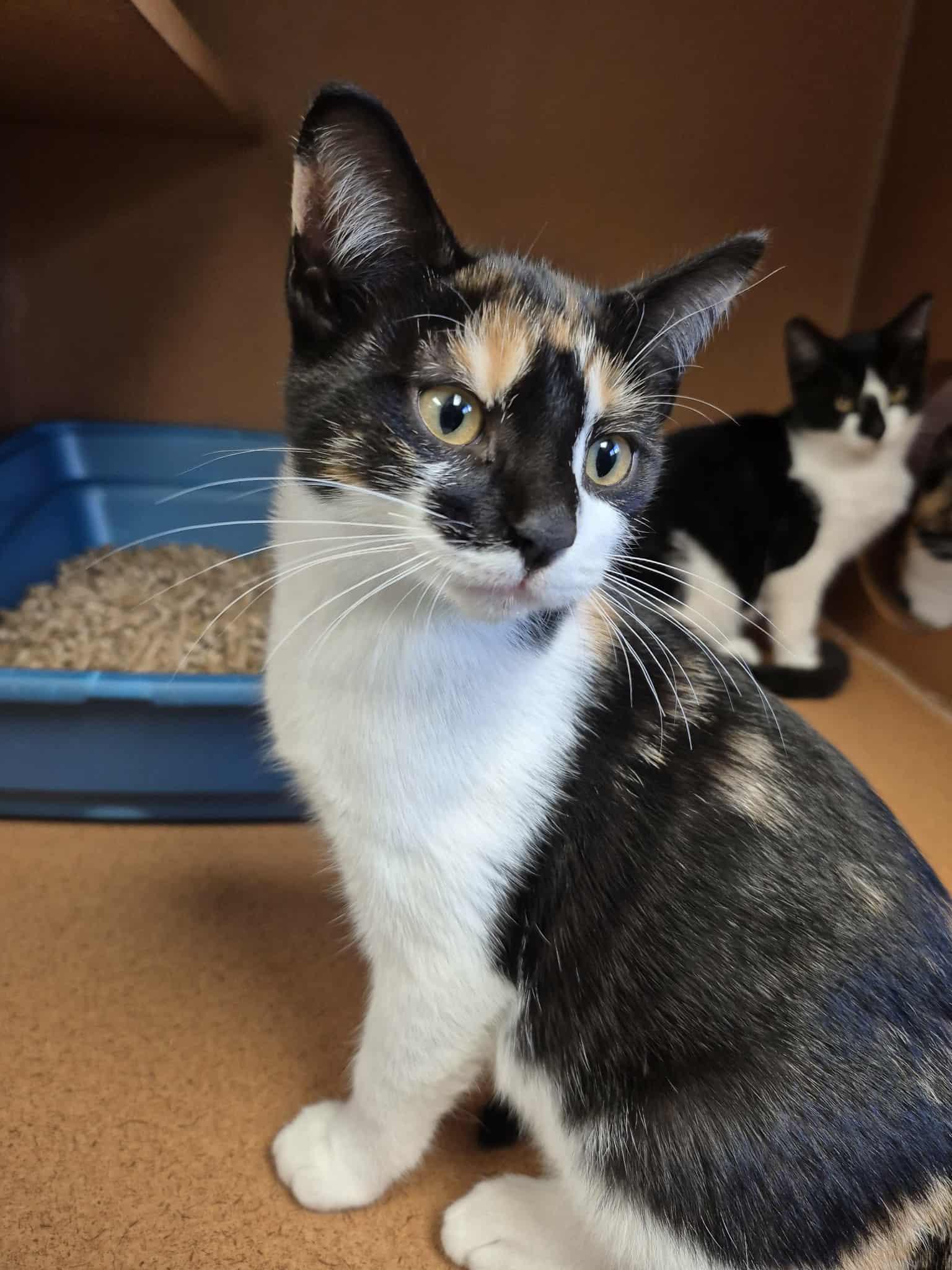 Aspen, ADOPTABLE, Young Female Domestic Short Hair.