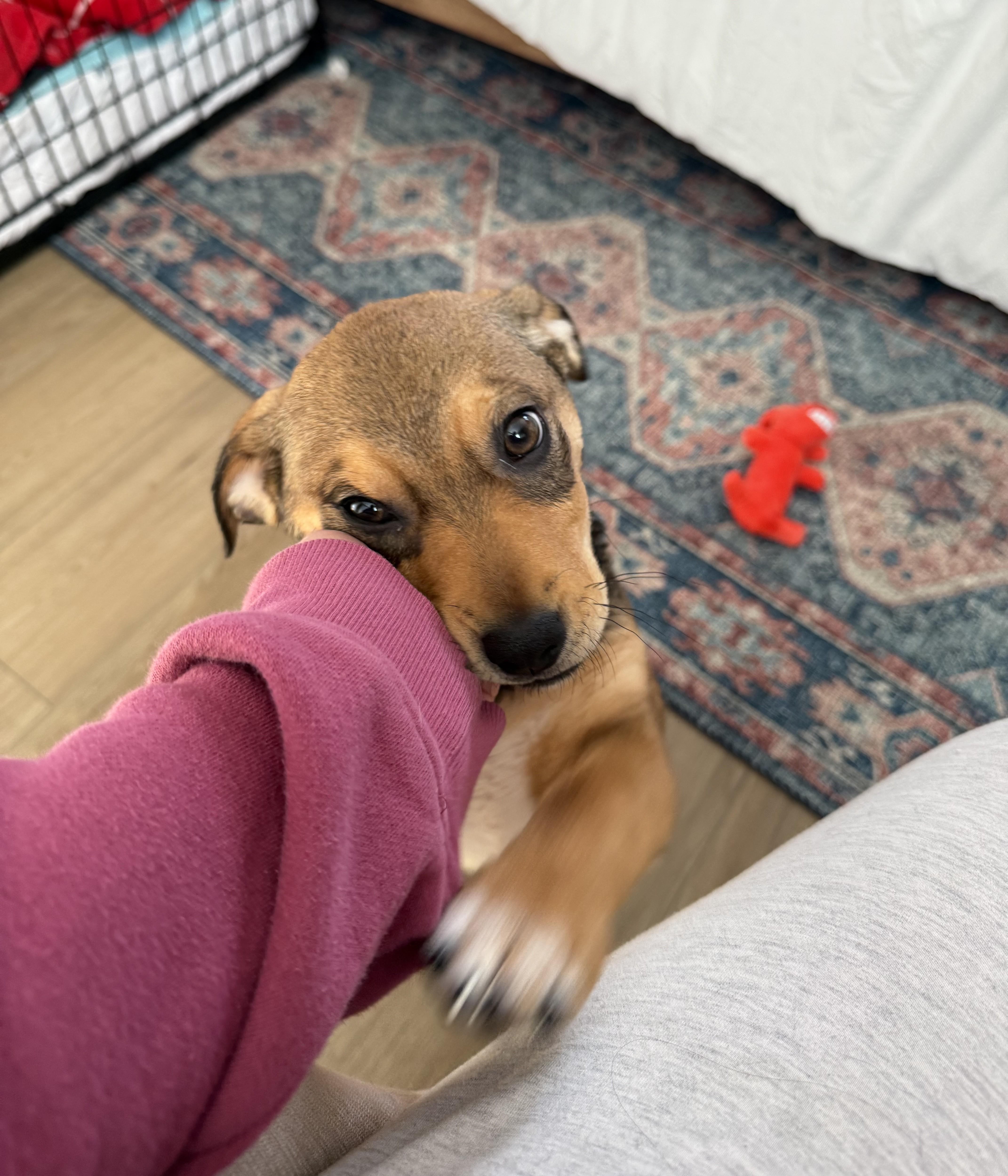 Enlarge Hugo, an adopted mixed breed in Albany, NY image 4/6