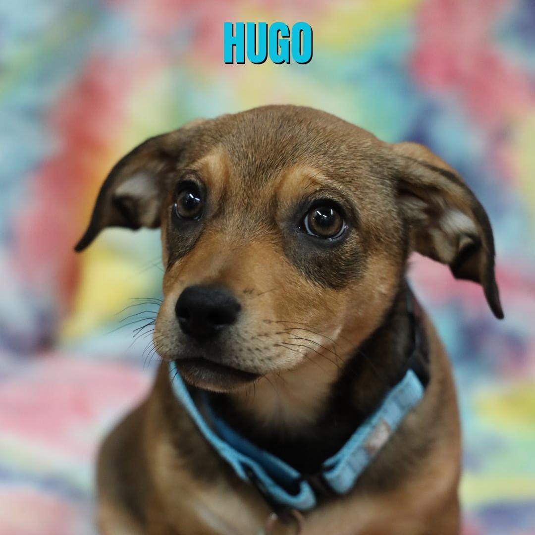 Hugo, Adoptable, Puppy Male Hound.