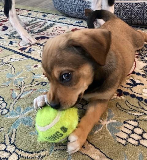 Enlarge Hugo, an adopted mixed breed in Albany, NY image 6/6