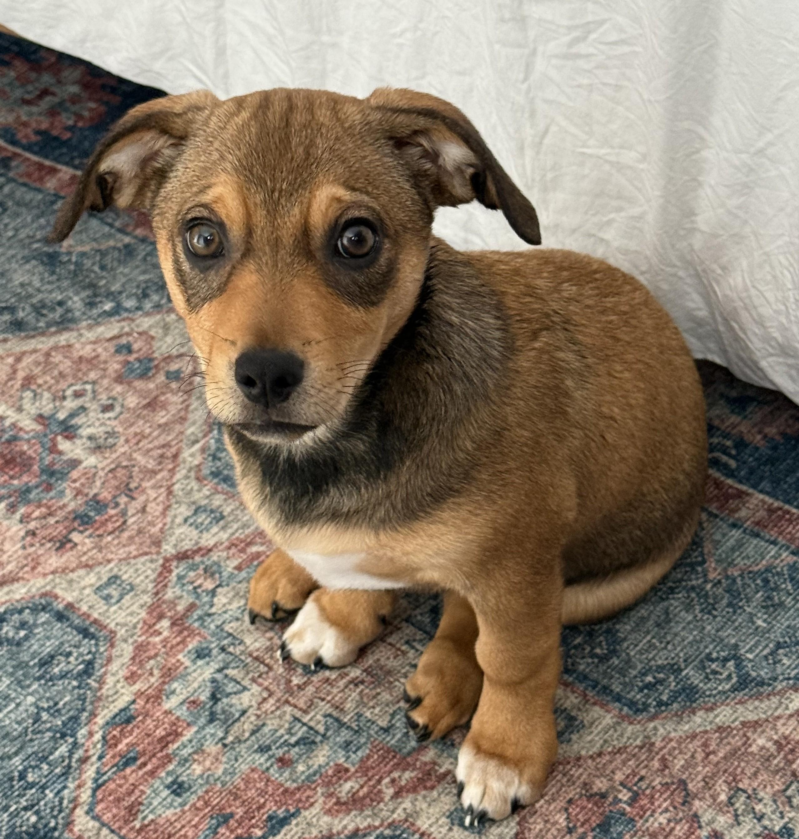 Enlarge Hugo, an adopted mixed breed in Albany, NY image 2/6