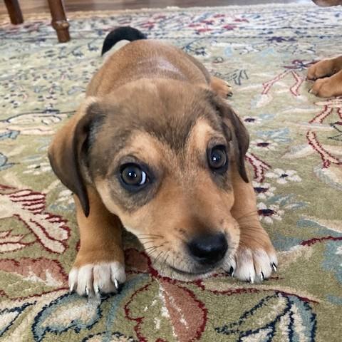 Enlarge Hugo, an adopted mixed breed in Albany, NY image 5/6