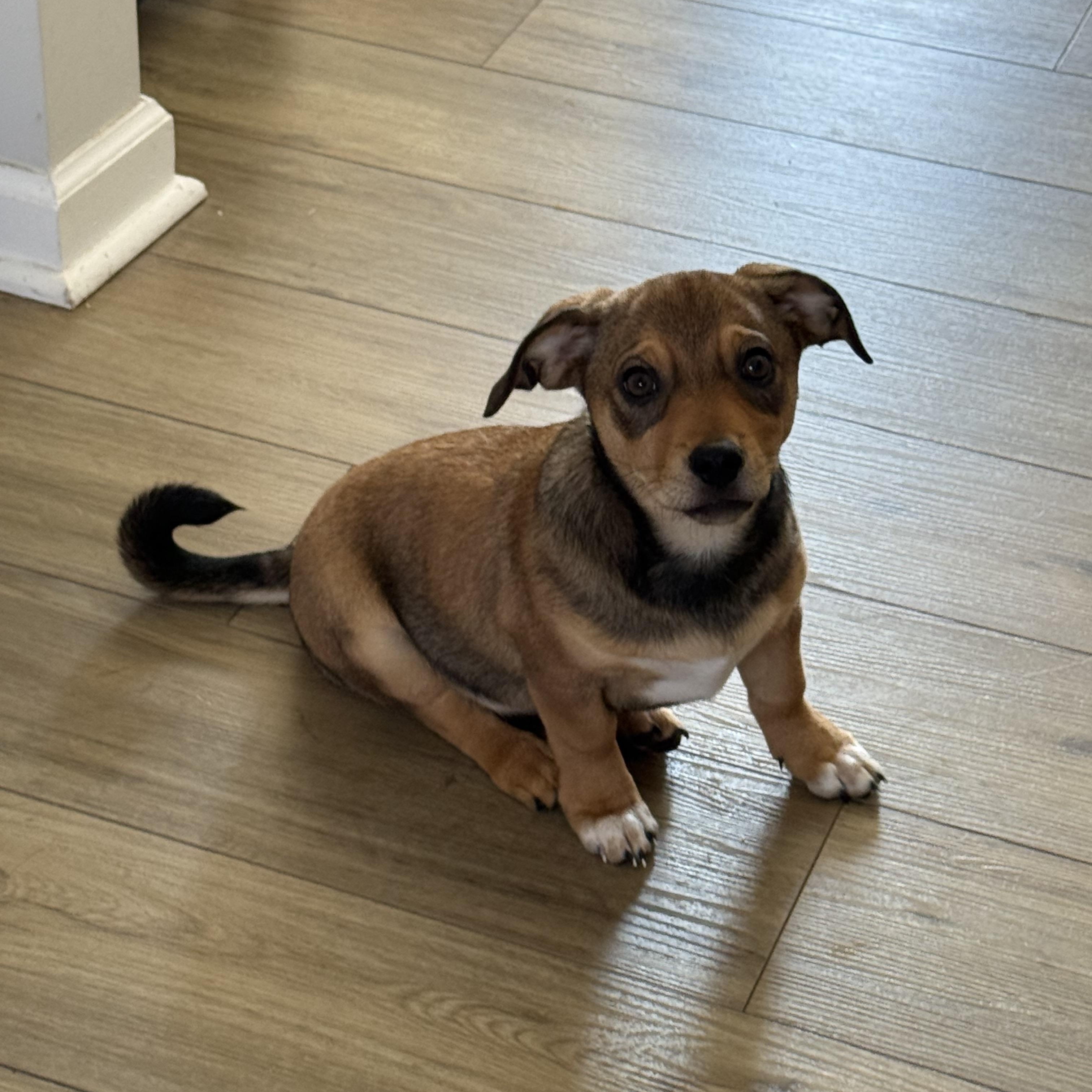 Enlarge Hugo, an adopted mixed breed in Albany, NY image 3/6