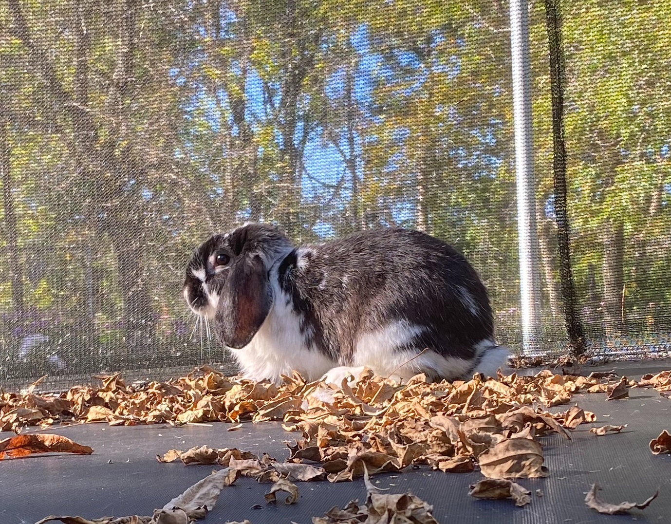 Moo, an adopted mixed breed in Brainerd, MN image 4/6