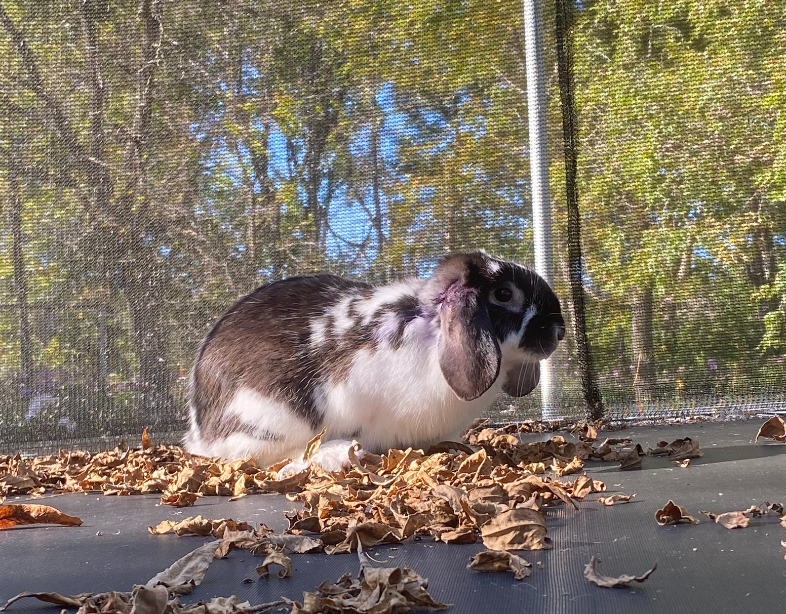 Moo, an adopted mixed breed in Brainerd, MN image 5/6