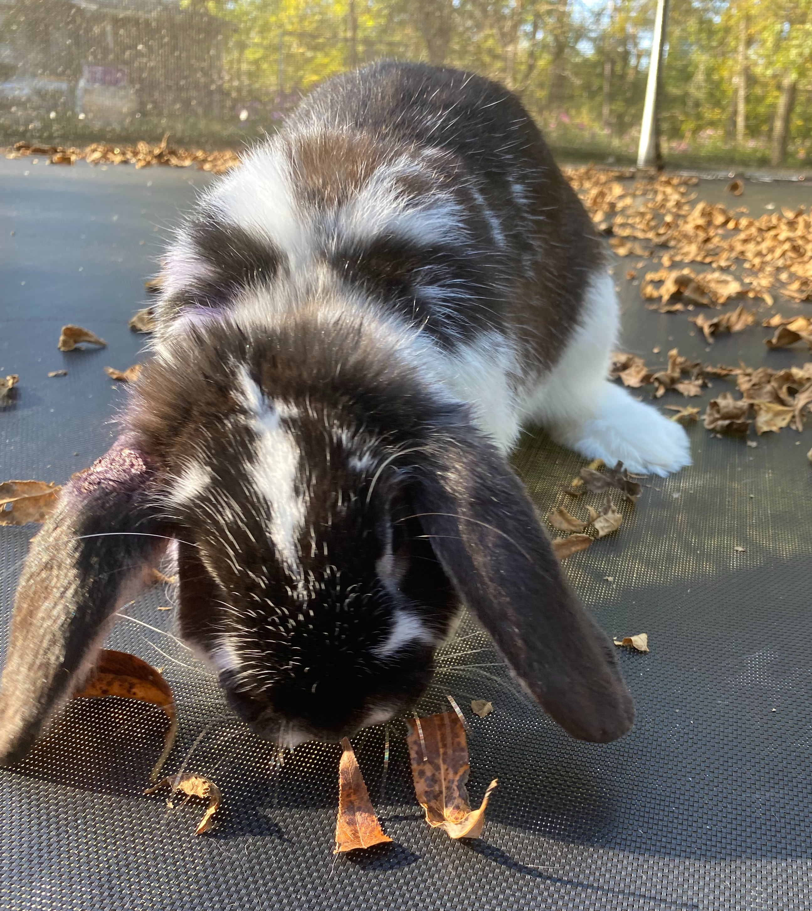 Moo, adopted, Adult Male Lop Eared & Mini Lop.