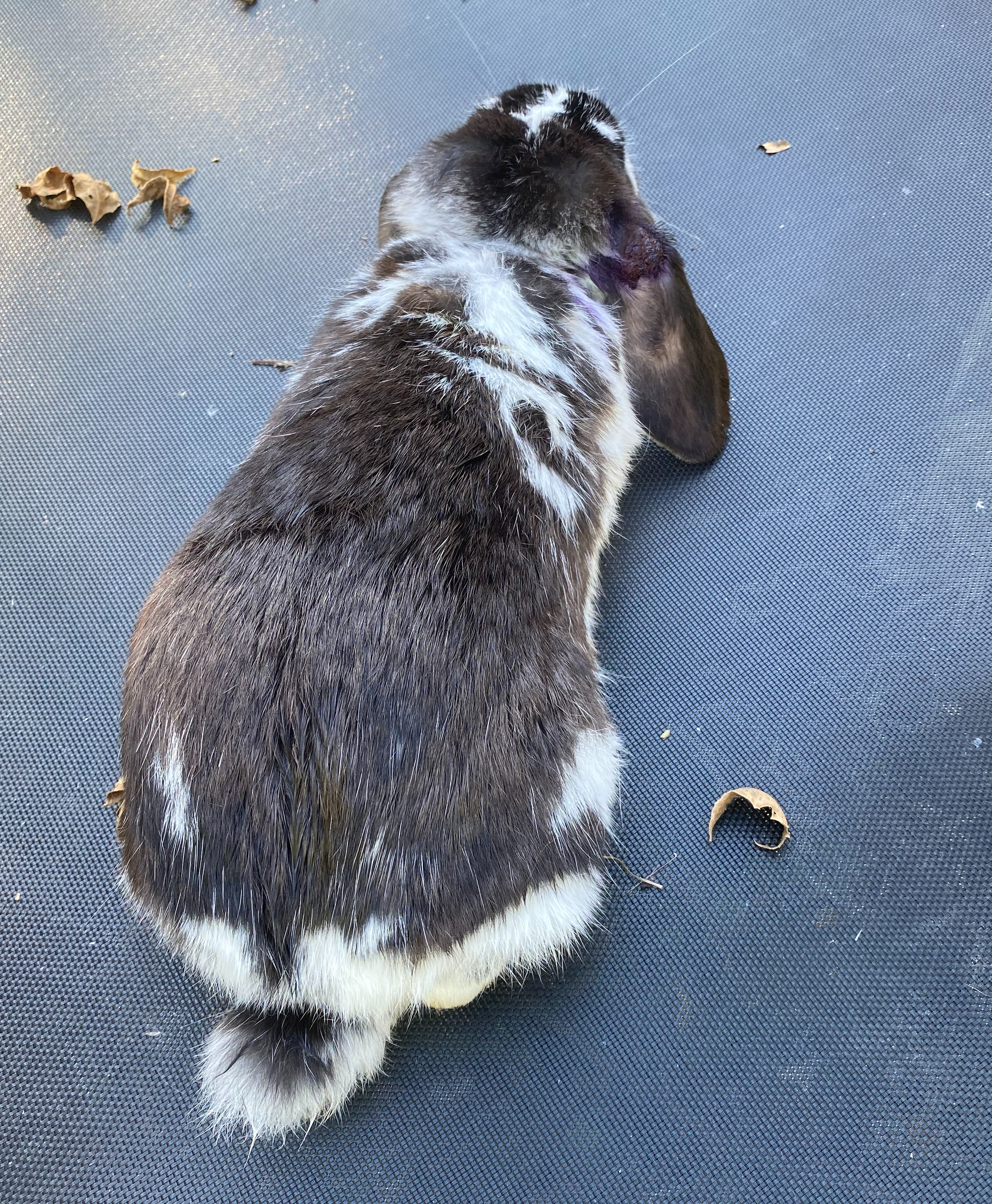 Moo, an adopted mixed breed in Brainerd, MN image 6/6