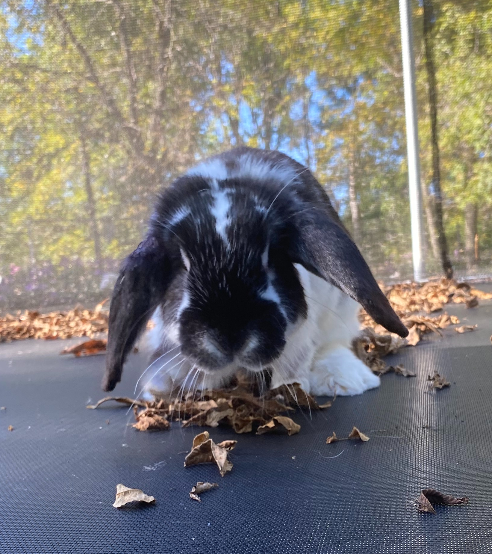 Moo, an adopted mixed breed in Brainerd, MN image 2/6