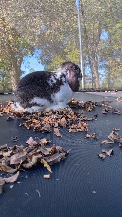 Enlarge Moo, an adopted mixed breed in Brainerd, MN video 3/6