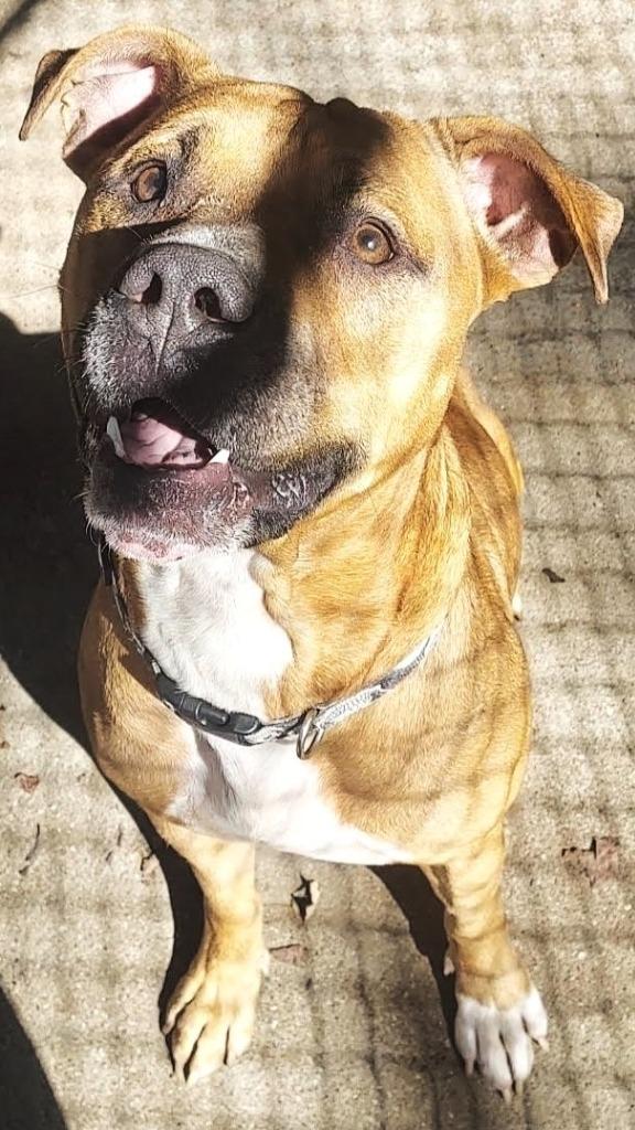 Enlarge Johnny, a Adoptable mixed breed in Saint Clairsville, OH image 1/2