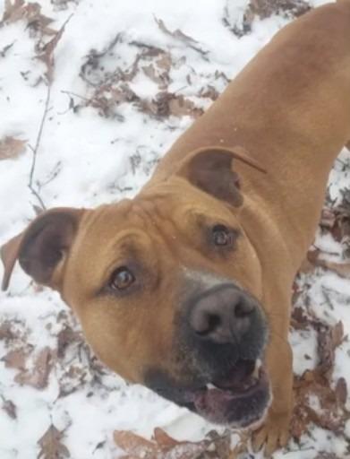 Enlarge Johnny, a Adoptable mixed breed in Saint Clairsville, OH image 2/4