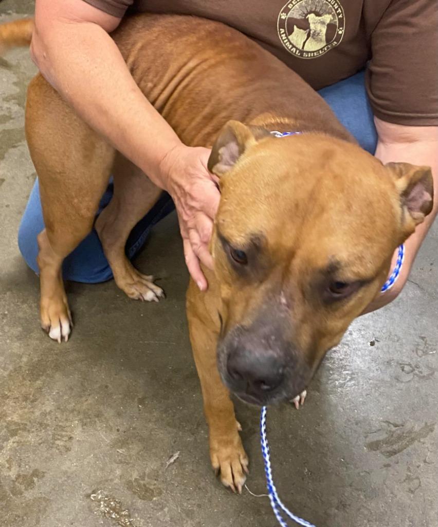 Enlarge Johnny, a Adoptable mixed breed in Saint Clairsville, OH image 2/2