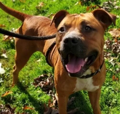 Enlarge Johnny, a Adoptable mixed breed in Saint Clairsville, OH image 4/4