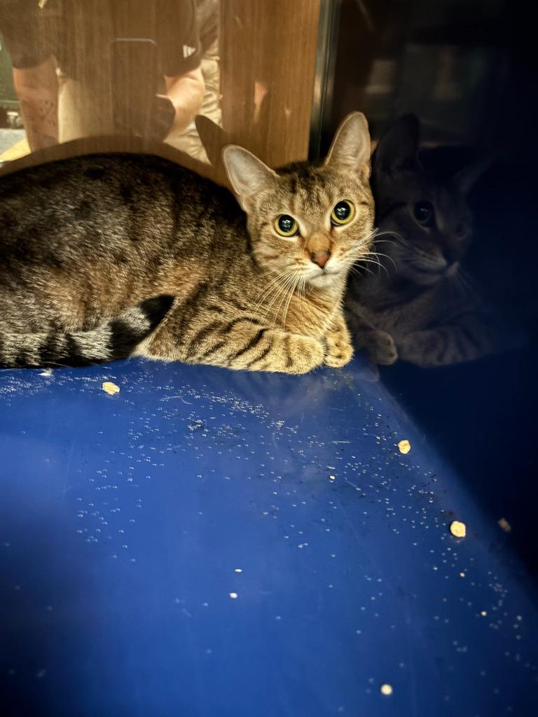 Calamity, Adoptable, Young Female Domestic Short Hair.