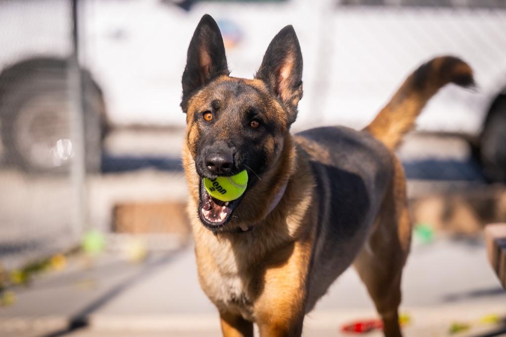 Willow (Ivy), Adoptable, Young Female German Shepherd Dog.