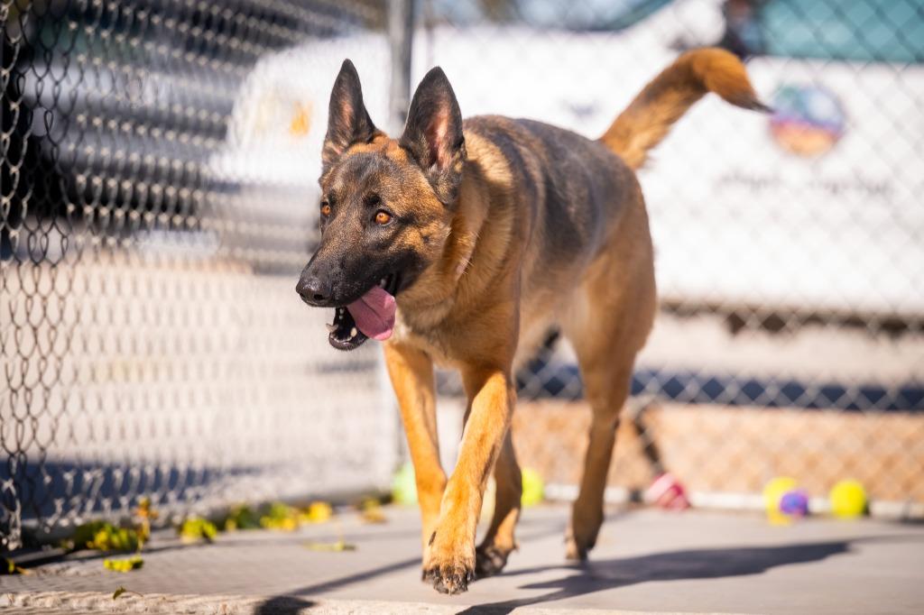 Enlarge Willow (Ivy), a Adoptable German Shepherd Dog in Twentynine Palms, CA image 2/6