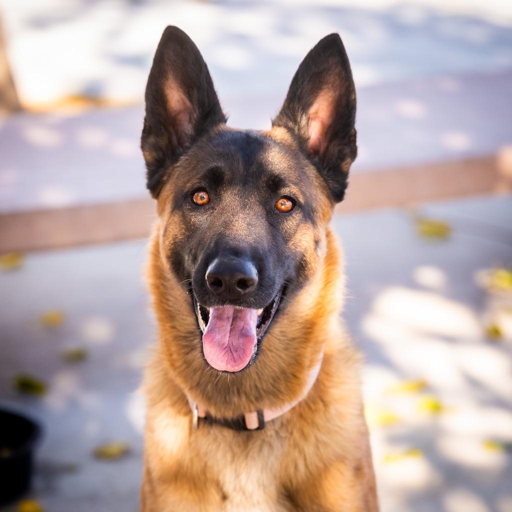 Enlarge Willow (Ivy), a Adoptable German Shepherd Dog in Twentynine Palms, CA image 3/6