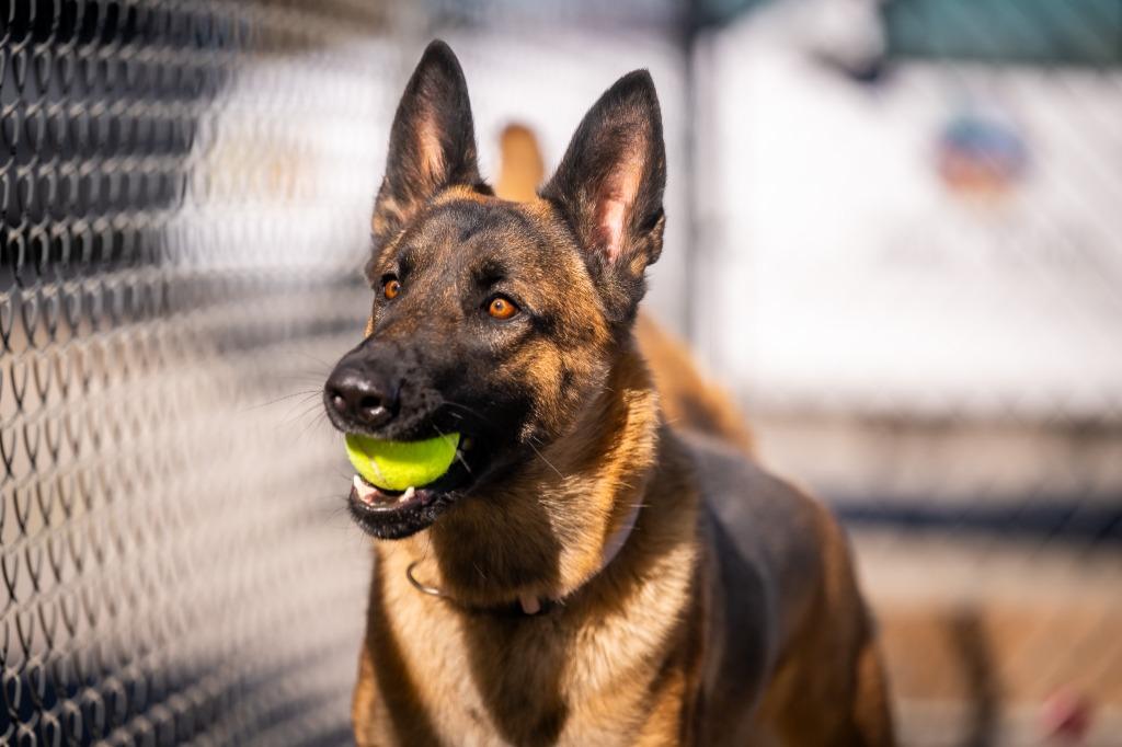 Enlarge Willow (Ivy), a Adoptable German Shepherd Dog in Twentynine Palms, CA image 4/6