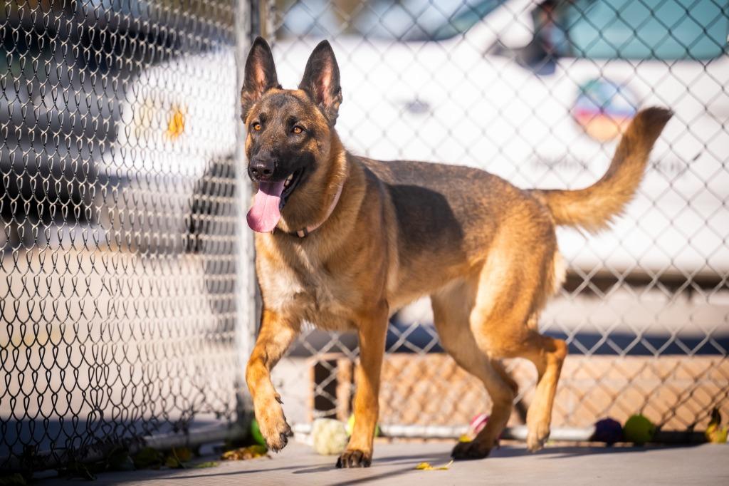 Enlarge Willow (Ivy), a Adoptable German Shepherd Dog in Twentynine Palms, CA image 5/6
