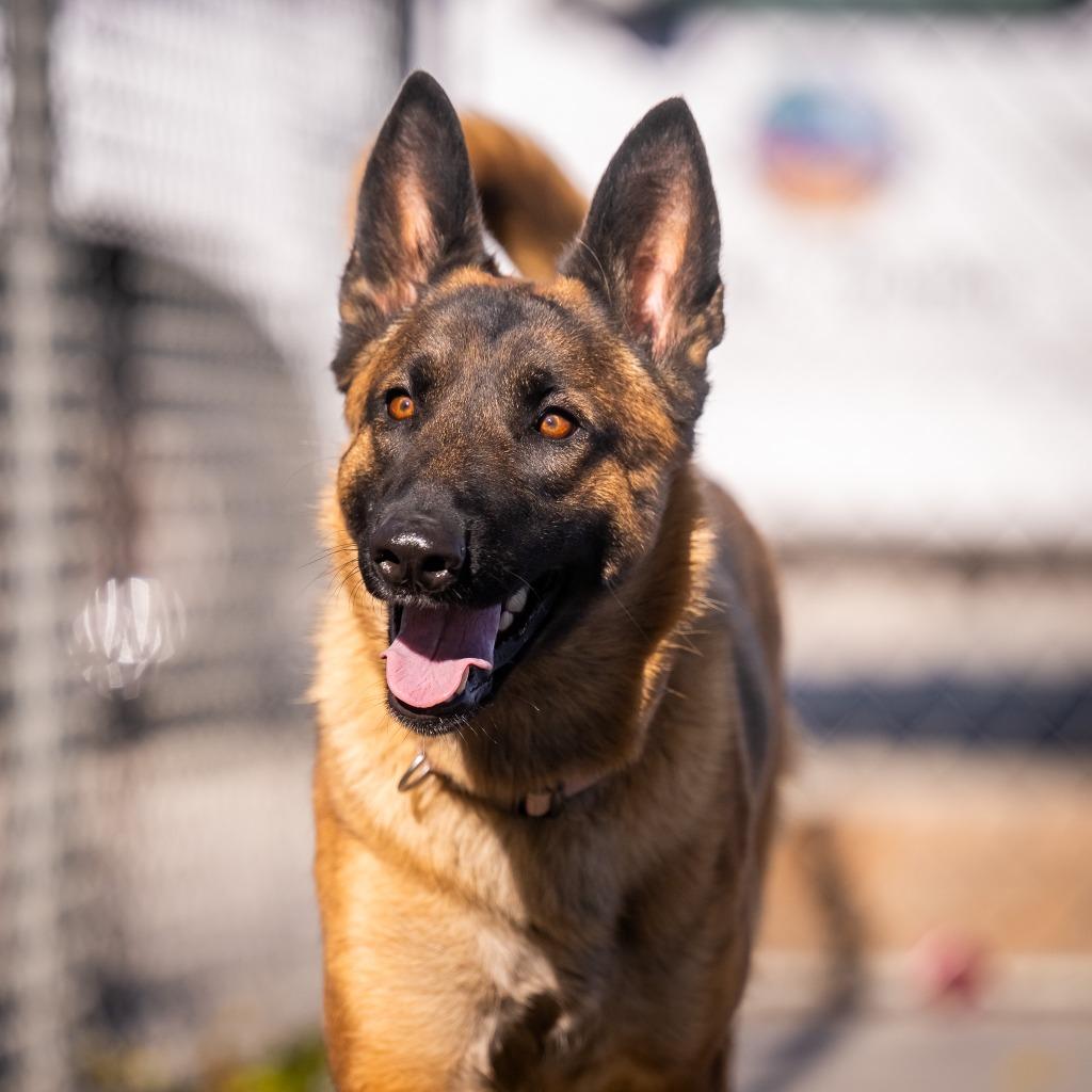Enlarge Willow (Ivy), a Adoptable German Shepherd Dog in Twentynine Palms, CA image 6/6