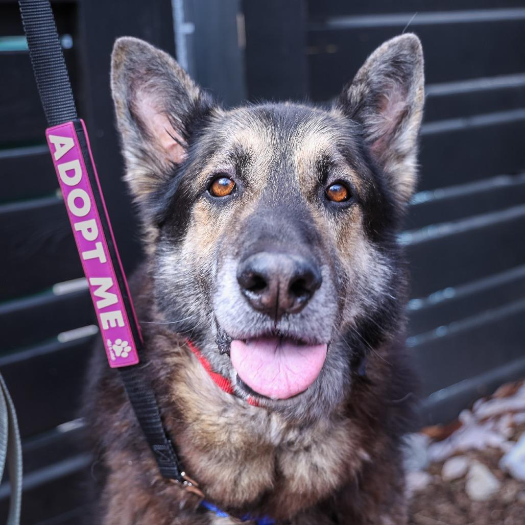 Shane — thumbnail 2