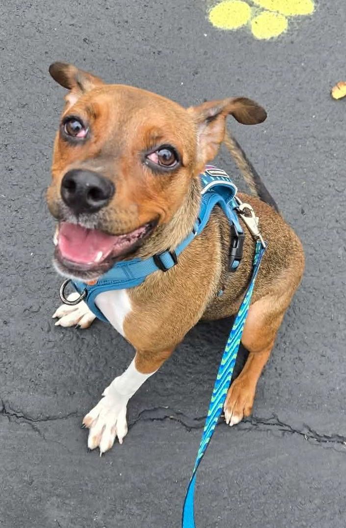Enlarge Cherry Pie, a Adoptable mixed breed in Canon City, CO image 2/4
