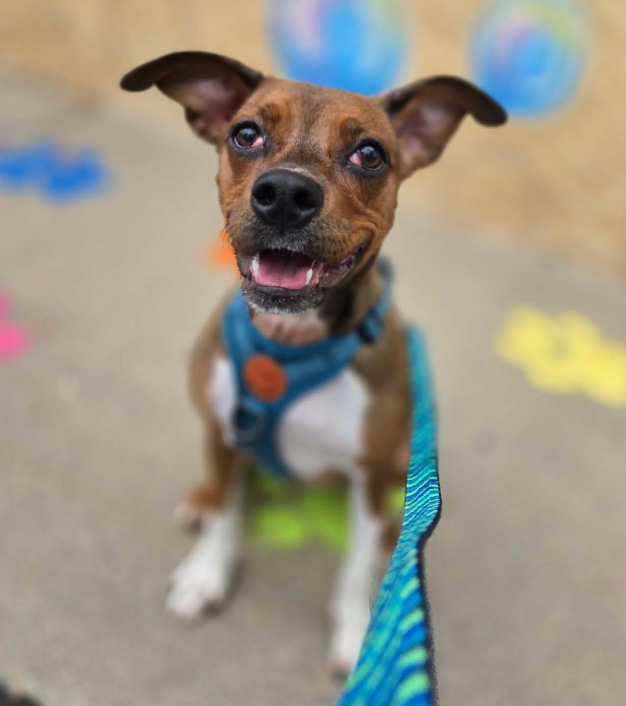 Enlarge Cherry Pie, a Adoptable mixed breed in Canon City, CO image 4/4