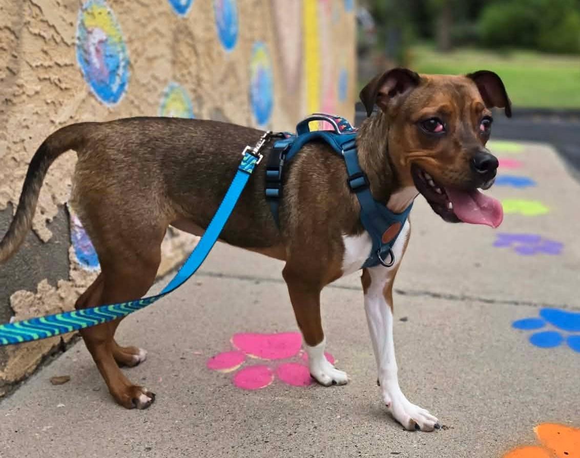 Cherry Pie, Adoptable, Young Female Mixed Breed.