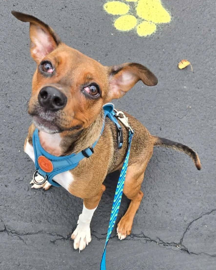 Enlarge Cherry Pie, a Adoptable mixed breed in Canon City, CO image 3/4