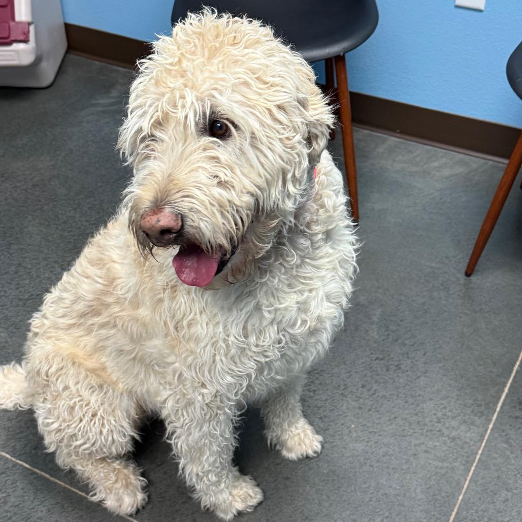 Enlarge Teddy, a Adoptable mixed breed in Idaho Falls, ID image 1/6